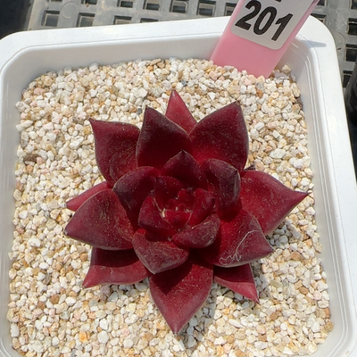 罗宾f201满十八包邮