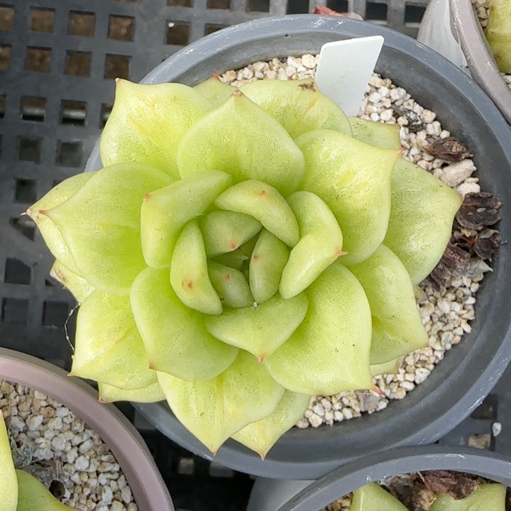 蔷薇玛利亚锦满十八包邮多肉植物