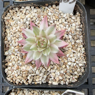 长生草锦m183冠服2