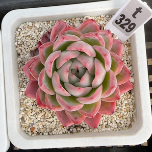 精萃t329
