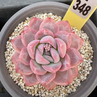 解忧彩虹孤品f348