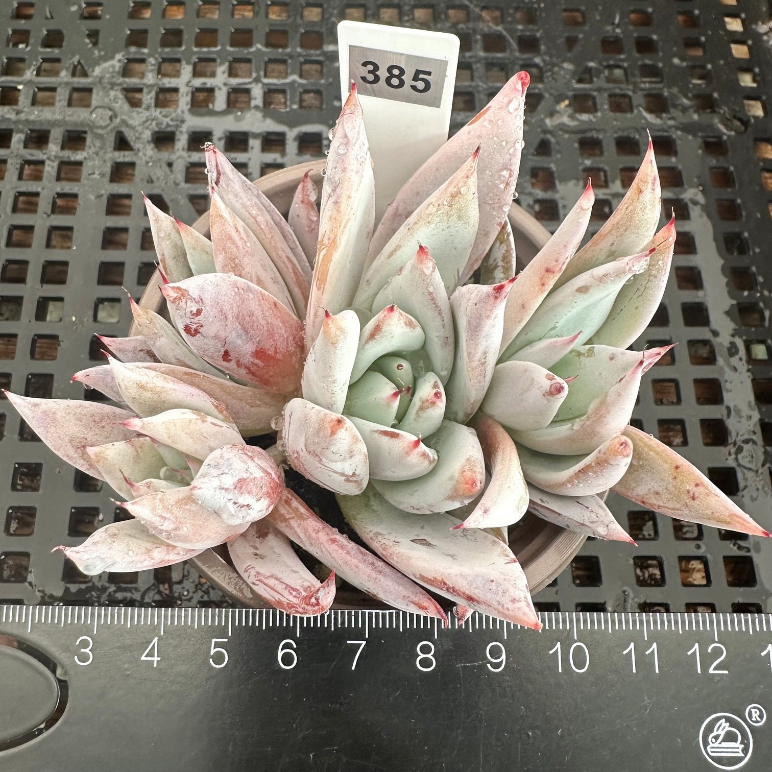 巨人杂雪莲 老桩 多年生多肉粉霜 新手好养 办公室绿植 一物一拍