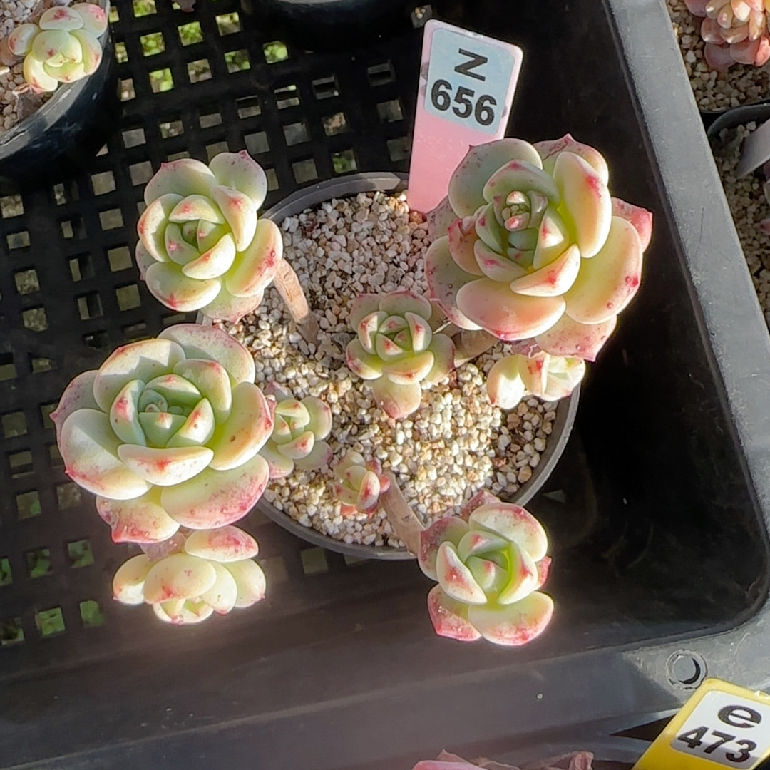 香草z656,鲜花速递/花卉仿真/绿植园艺,多肉植物,淘宝优惠券,粉丝福利购,淘宝优惠卷