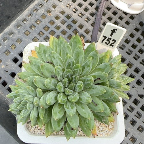 暗纹美人f752满十八包邮