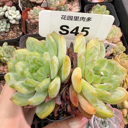 冬云雪域s45满十八包邮