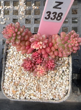 红色浆果锦z338满十八包邮
