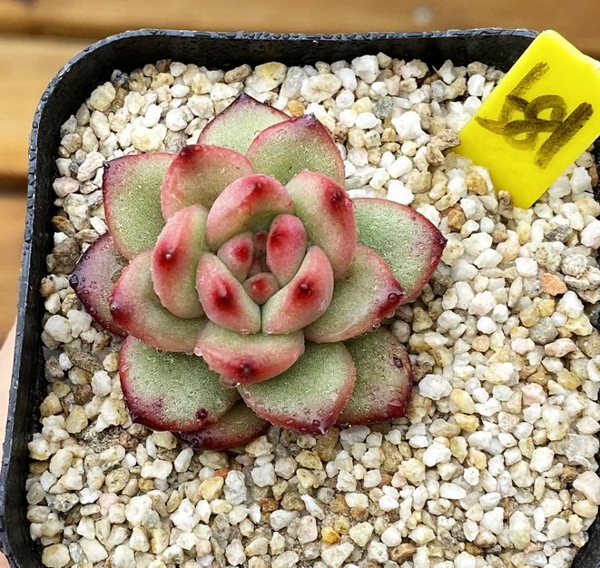 多肉植物多肉冬云tm 小颗6厘米盆有根一物一拍 肉肉植物 花园里肉多 淘优券