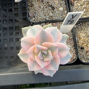 紫乐锦小老桩y79