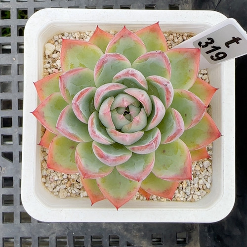 精萃t319满十八包邮