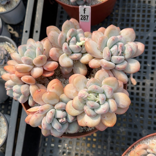 香水橙f287