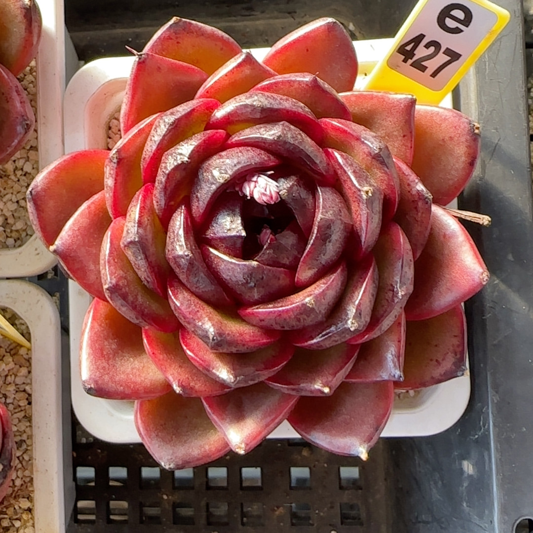 魔镜e427,鲜花速递/花卉仿真/绿植园艺,多肉植物,淘宝优惠券,粉丝福利购,淘宝优惠卷