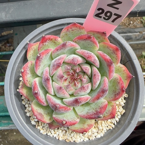 卡西欧z297满十八包邮