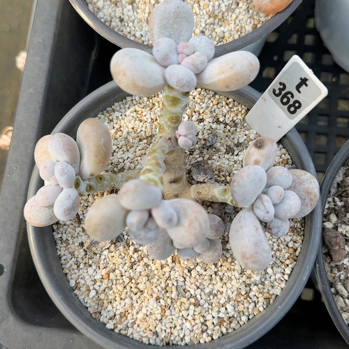 文斯通t368满十八包邮