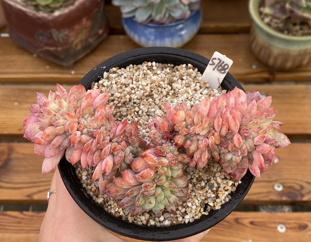 多肉植物 多肉 冰岛缀化10厘米盆 有根 一物一拍!孤品特选!