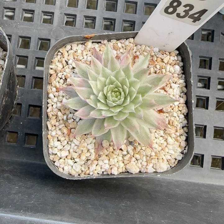 长生草锦e834满十八包邮多肉植物