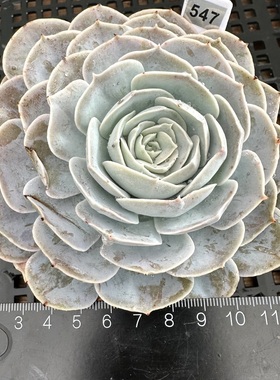 #547 圣卡洛斯 白色系粉霜多肉植物 新手好养 一物一拍