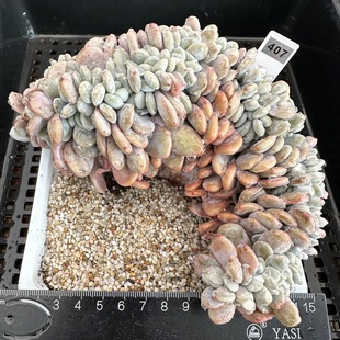 粉兔缀化 稀有缀化 大群 新手好养办公室绿植老品种多肉 一物一拍