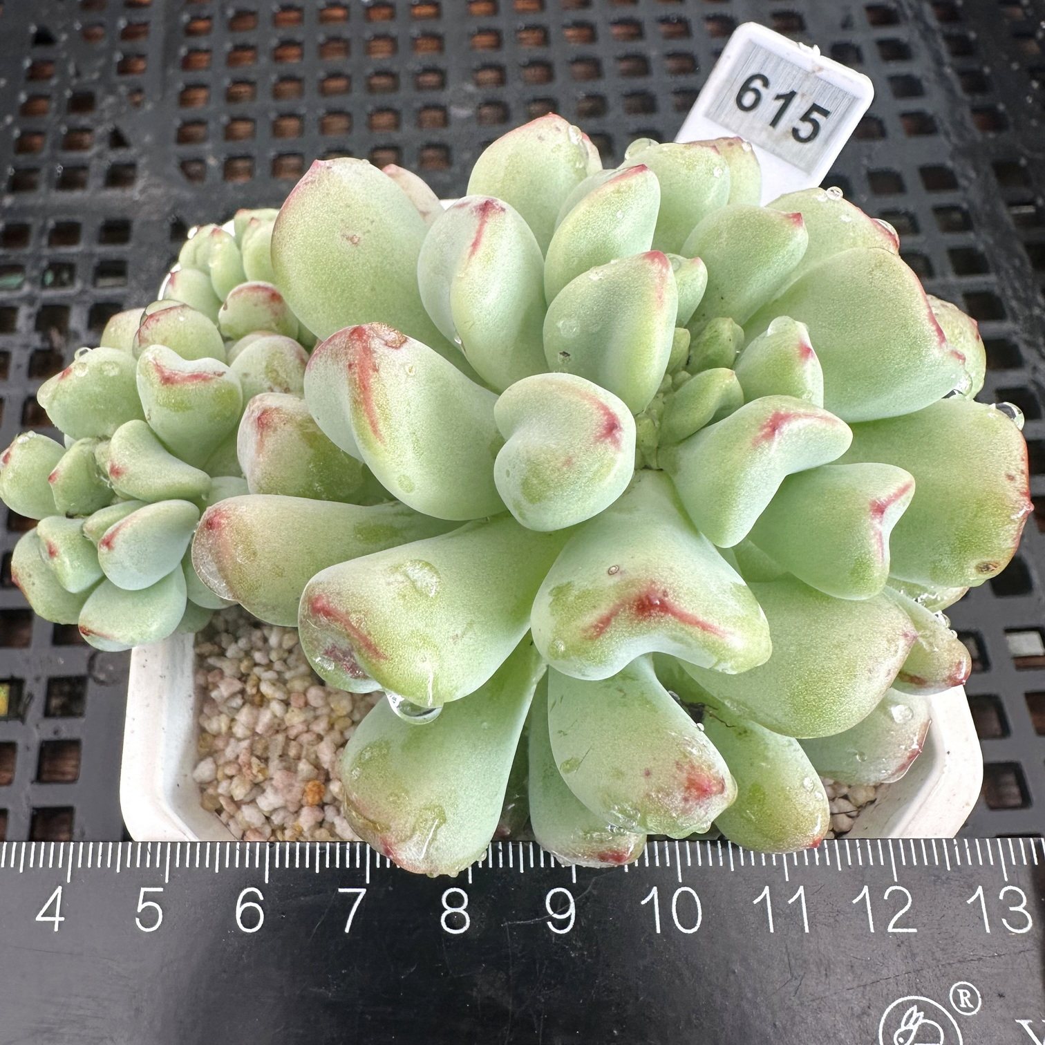 茉莉青提绿色系圆滚滚多肉