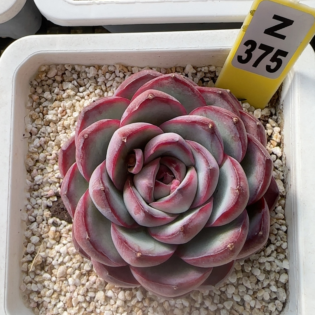 红玫瑰z375,鲜花速递/花卉仿真/绿植园艺,多肉植物,淘宝优惠券,粉丝福利购,淘宝优惠卷