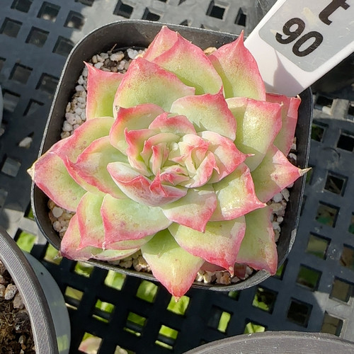 相思玫瑰石化t90满十八包邮冠服3-4cm