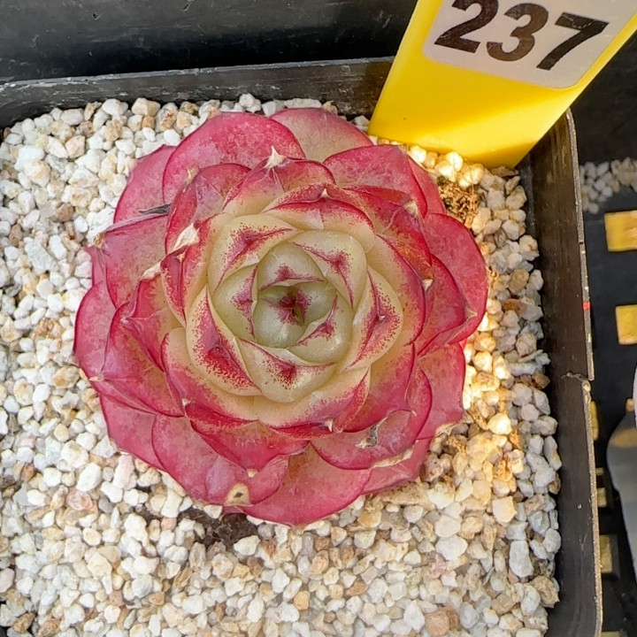 女王珍妮孤品t237,鲜花速递/花卉仿真/绿植园艺,多肉植物,淘宝优惠券,粉丝福利购,淘宝优惠卷