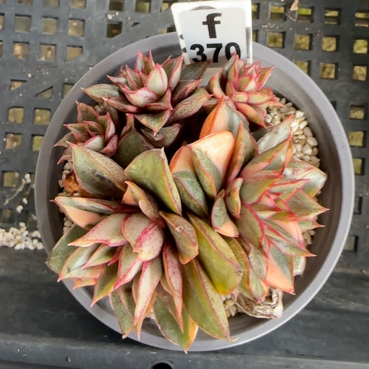 麒麟座锦砍头群f370,鲜花速递/花卉仿真/绿植园艺,多肉植物,淘宝优惠券,粉丝福利购,淘宝优惠卷