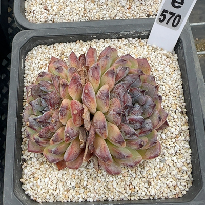 伏地魔e570满十八包邮