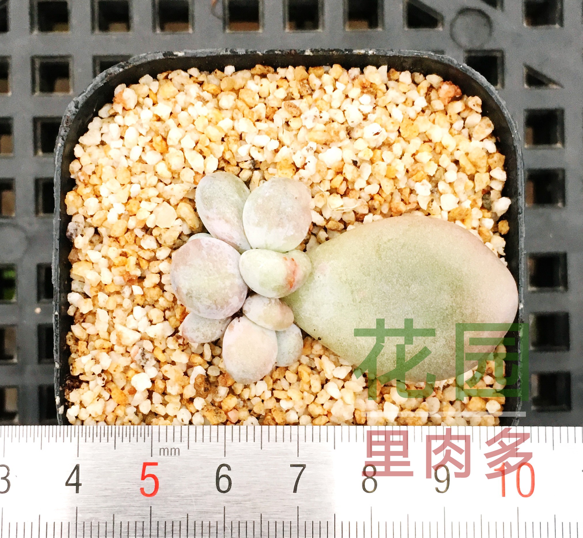 多肉植物 多肉 橙雪球 超值葉插 有根 包對版 新手 肉肉 植物盆栽