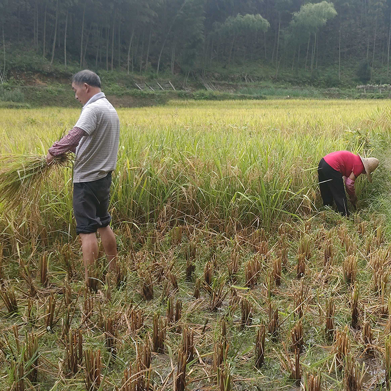 江西赣南高山农家水稻糙大米细软香糯家乡味特产五谷杂粮没抛光