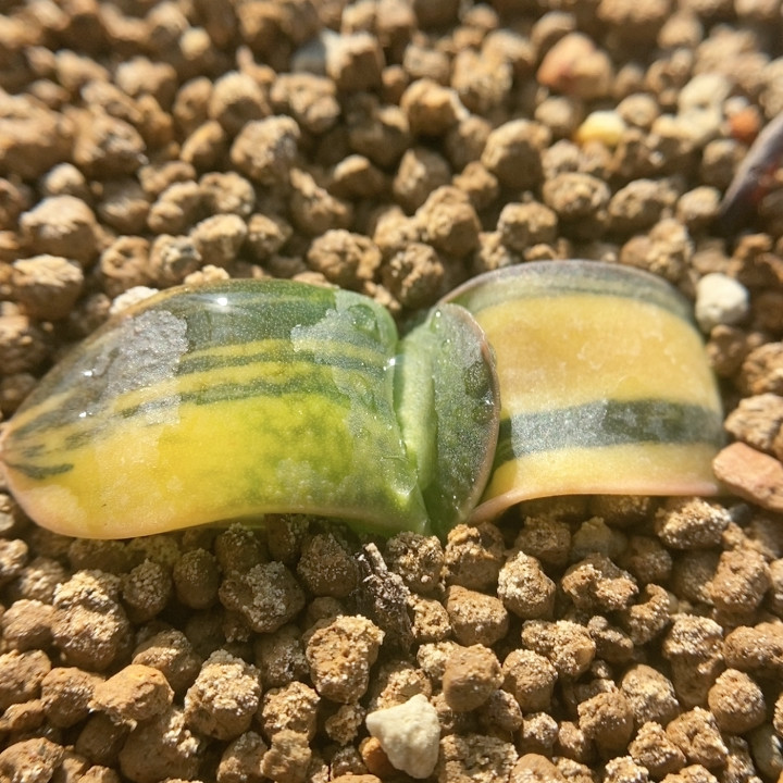 卧牛锦,鲜花速递/花卉仿真/绿植园艺,多肉植物,淘宝优惠券,粉丝福利购,淘宝优惠卷