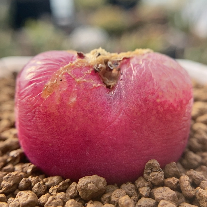 3.4桃子,鲜花速递/花卉仿真/绿植园艺,多肉植物,淘宝优惠券,粉丝福利购,淘宝优惠卷