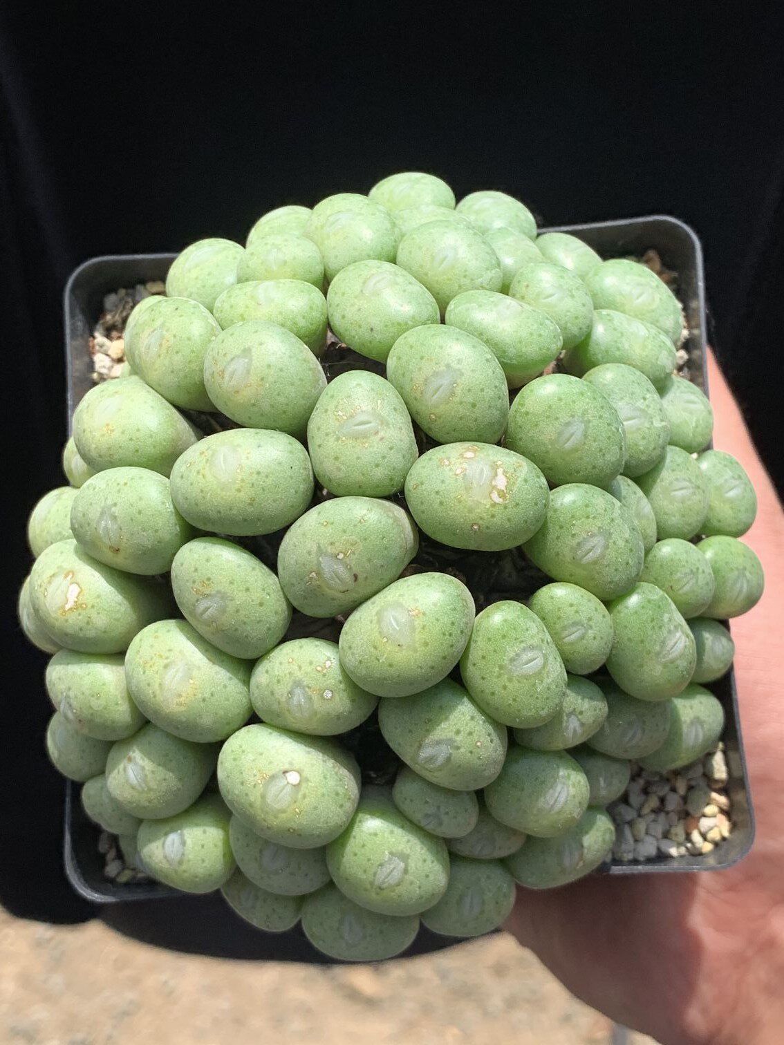 多肉星空花园多肉植物番杏科 原产地透明嘴肉锥母本群生 一物一拍