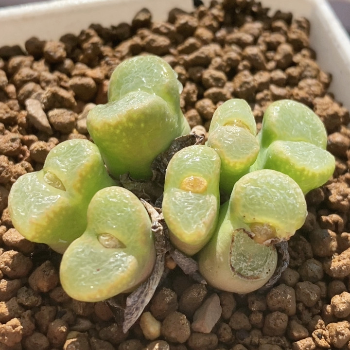 肯尼迪,鲜花速递/花卉仿真/绿植园艺,多肉植物,淘宝优惠券,粉丝福利购,淘宝优惠卷