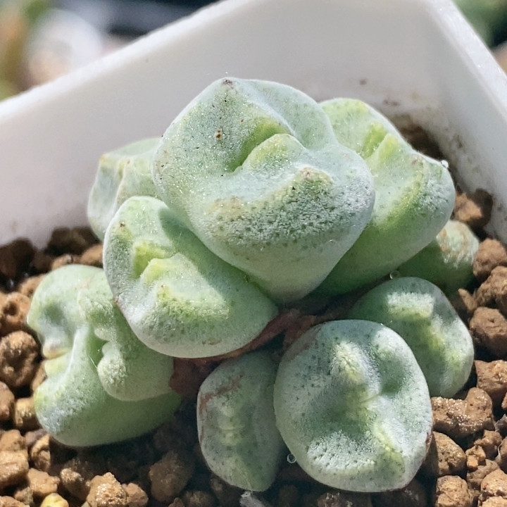 绿豆糕