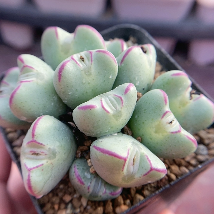 少将12头,鲜花速递/花卉仿真/绿植园艺,多肉植物,淘宝优惠券,粉丝福利购,淘宝优惠卷