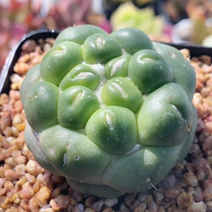 象牙玉