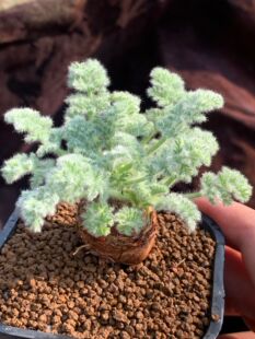 多肉星空花园 多肉植物 块根 羽叶洋葵大棵 超美 一物一拍