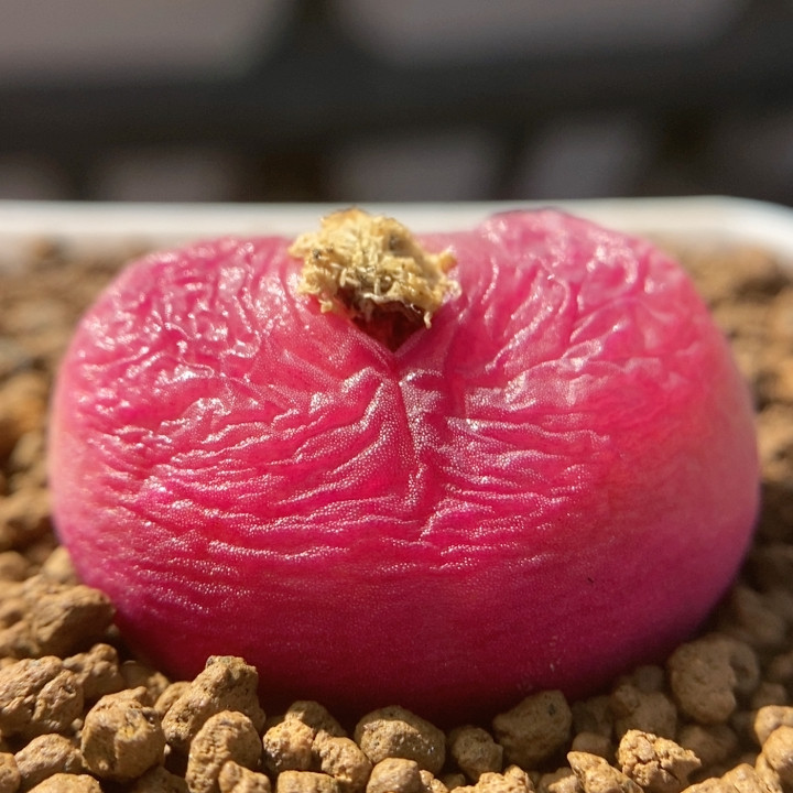 3.3桃子,鲜花速递/花卉仿真/绿植园艺,多肉植物,淘宝优惠券,粉丝福利购,淘宝优惠卷