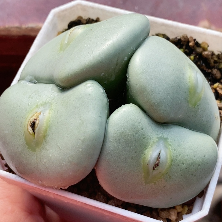 嘟嘟嘴大G,鲜花速递/花卉仿真/绿植园艺,多肉植物,淘宝优惠券,粉丝福利购,淘宝优惠卷