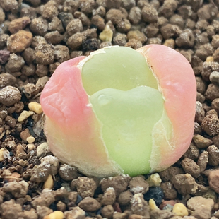 拉登2.2