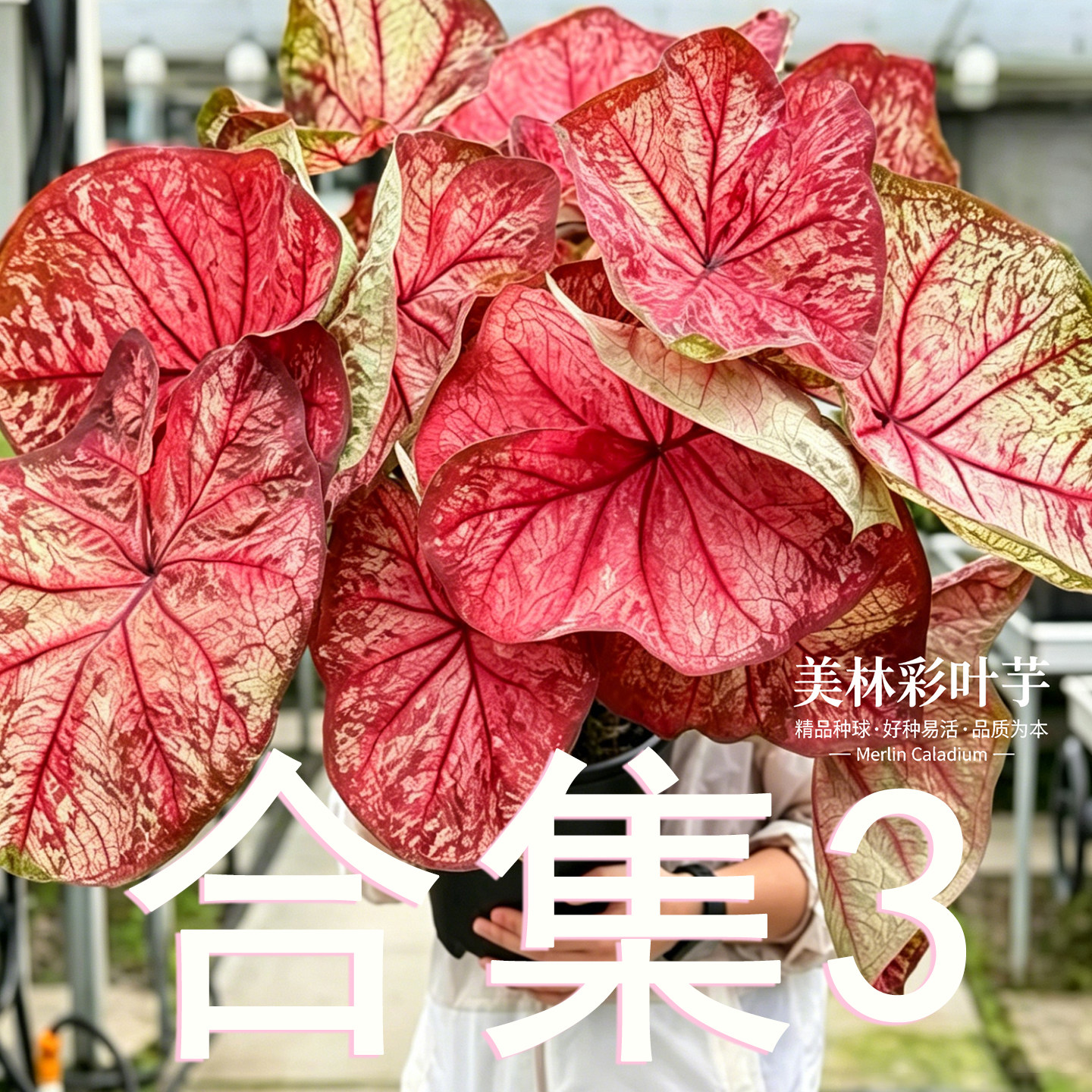 养护简单易成活优质种球饱满健康图片