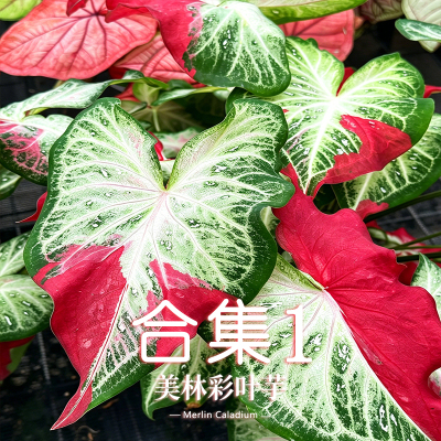 彩叶芋种球好养易活适合新手懒人
