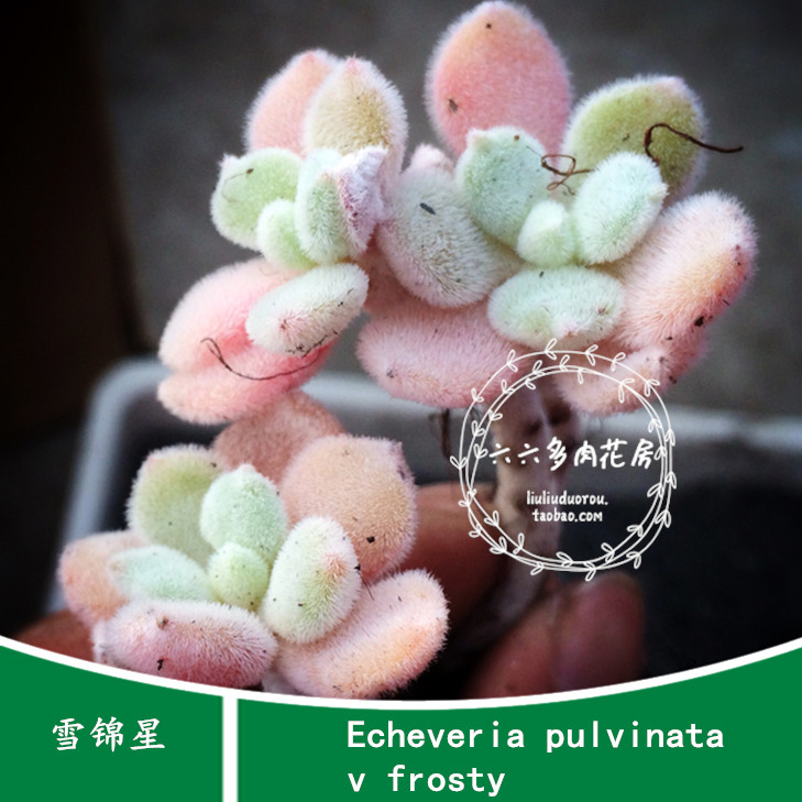 【雪锦星种子10粒+ E pulvinata v frosty】花卉景天六六多肉种子