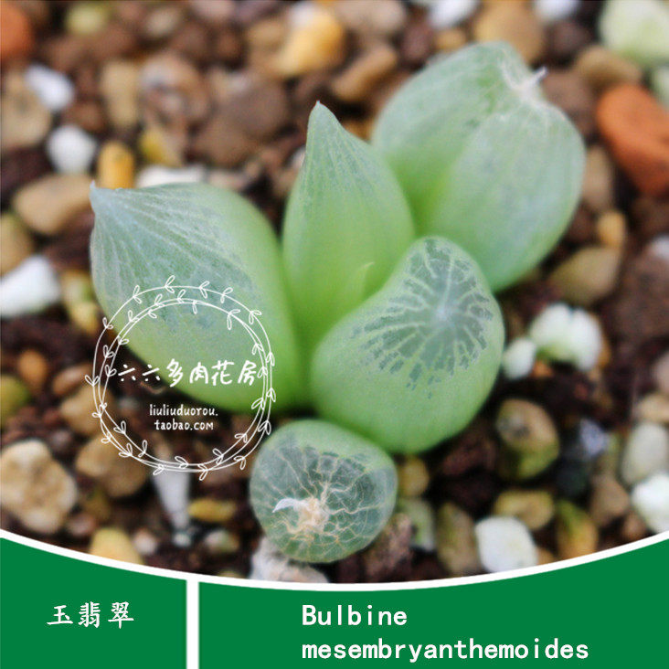 【玉翡翠种子10粒 Bulbine mesembryanthemoides】鳞芹属六六多肉