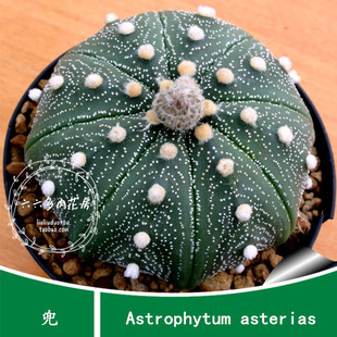 【兜/星兜种子20粒+Astrophytum asterias】星球属六六仙人球阳台