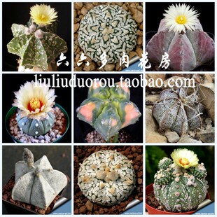 星球属混合种子20粒+Astrophytum mix代表兜鸾凤玉瑞凤六六仙人球