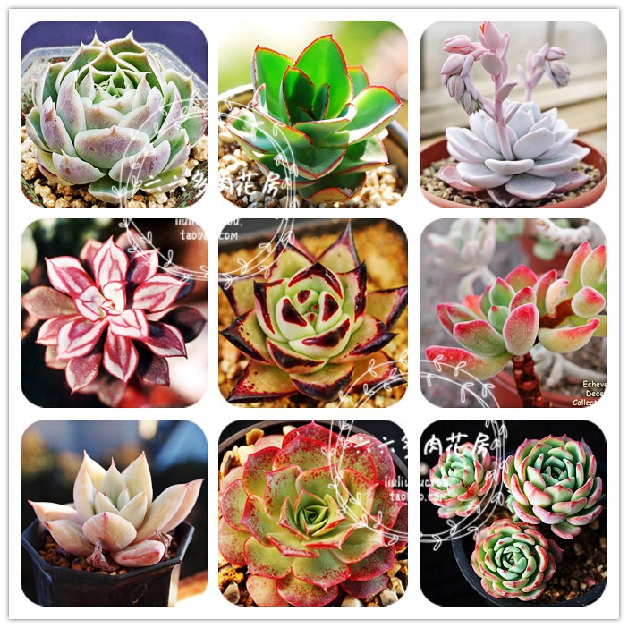 【拟石莲属混合种子20粒+ Echeveria mix】代表静夜雪莲月影等-封面