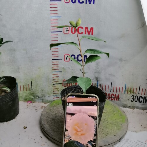 23白天鹅（2个苞）