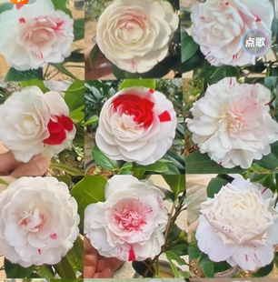 茶花苗五色赤丹白五超五幻彩五色青杆血斑锦叶精品掌柜推荐