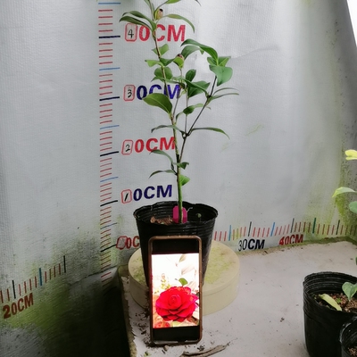 72都德宝贝（带苞）